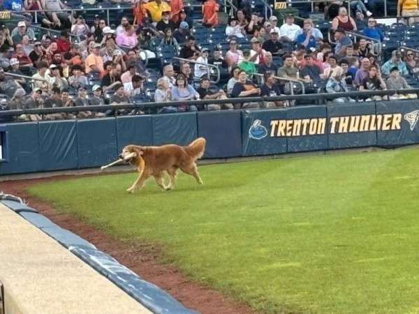 Trenton Thunder Ballpark, section: 102, row: AA, seat: 1