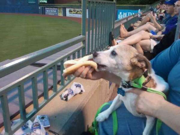 Durham Bulls Athletic Park, section: 132, row: A, seat: 19